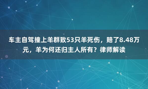 车主自驾撞上羊群致53只羊死伤，赔了8.48万元，羊为何还归主人所有？律师解读